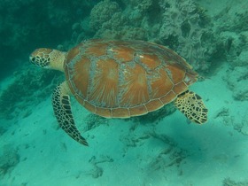 海亀に出会えるかも