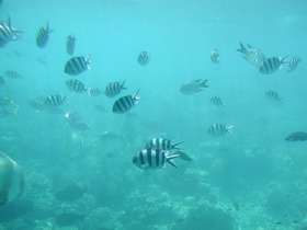 水中ではたくさんの熱帯魚が！