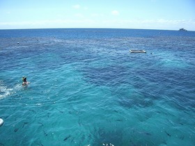 シュノーケリングで魚に遭遇