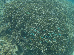 アウターリーフはサンゴが元気！