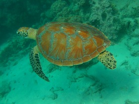 海亀に出会えるかも