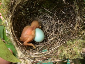 カヤックツアー中に孵ったばかりのひな鳥を発見!