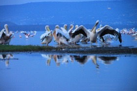 ペリカンも大迫力の群れで見られます