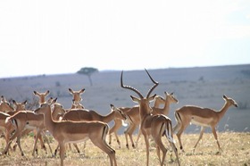 野生動物の数の多さに定評のあるマサイマラナショナルリザーブ