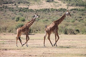 野生動物の数の多さに定評のあるマサイマラナショナルリザーブ