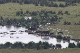 カバが水を飲んでる