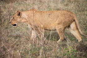 野生のライオンは動物園とはケタ違いの迫力