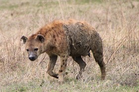 ハイエナがとことこやってきた