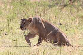 獲物を捕まえに行く瞬間
