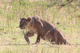 獲物を捕まえに行く瞬間