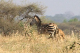 肉食動物が狩りをしている様子が見られるかも!?