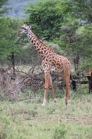 自然保護区と国立公園を巡るので、動物との遭遇率高し！