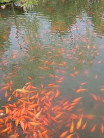 世界遺産 風光明媚な西湖の別名「花港観魚」