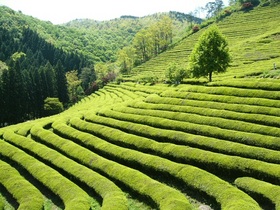 宝城茶園（ボソンダウォン）