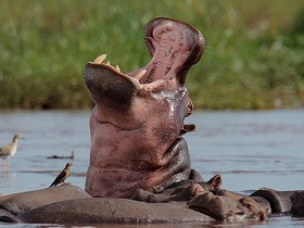 3泊4日のサファリで様々な動物と出会うことができます。