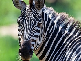 5泊6日のサファリでシマウマなど様々な野生動物と出会えます！