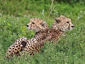 6泊7日のサファリでチーターなど様々な野生動物と出会えます！