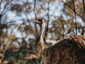 野生動物に出会えるチャンス
