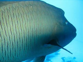 グレートバリアリーフを泳ぐ魚に大接近！