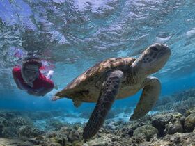 ウミガメとシュノーケリング