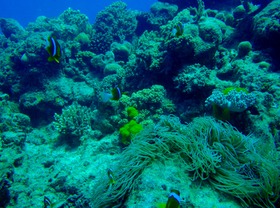 これぞグレートバリアリーフという珊瑚や魚たち