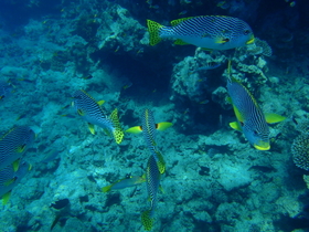 カラフルな魚たちは、暖かいグレートバリアリーフならでは