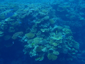 まるで森のような珊瑚。世界遺産なだけあります！
