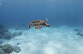 海ガメに会える確率も高いグレートバリアリーフの海