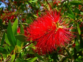 ブルーマウンテンズの植物も数多く見られます