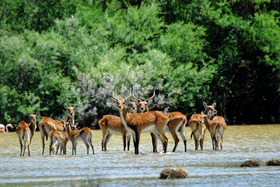 古い歴史を持つクルーガー公園で野生動物に会う