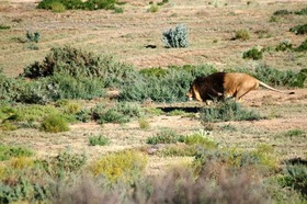 生き生きとした野生動物の姿が見られるアフリカ