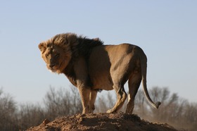 まさに王者の風格、ライオン！