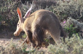 可愛い草食動物も見ることができます