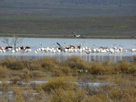 オアシスでは特にたくさんの生き物に会えるチャンス