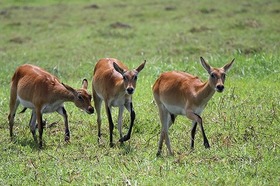 鹿の仲間？興味津々にこちらを見ています