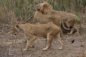 まさに王者の風格、ライオン！