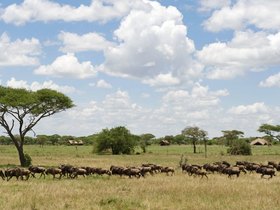 大自然の中に住む野生動物達のありのままの姿を目撃