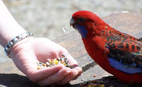 アカクサインコが見られるかも
