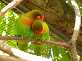 仲睦まじいカラフルな鳥が可愛い