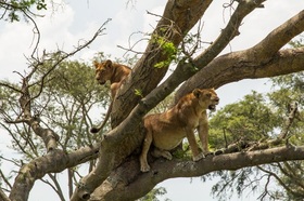 2泊3日のサファリツアーではライオンに会えるチャンスも