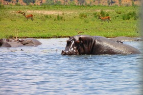 ボートクルーズで水浴びをするカバを発見