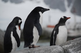 ウシュアイアといえば、氷河と野生のペンギン！近くでみるチャンス！