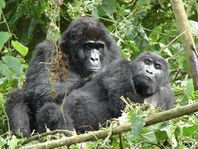 ブウィンディ原生国立公園でゴリラを探す