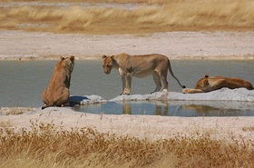 ナミビア・エトシャ国立公園でくつろぐライオン