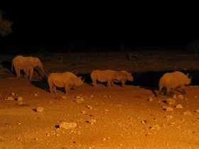 夜になると近くまでやってきたサイ