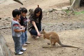 人懐こいカンガルーやワラビーと触れ合える