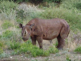 ちょっと怖いくらい!?野生のサイに大接近