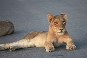 ライオンなどビッグファイブの出現率が高いサビサンド自然保護区