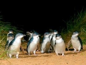 メルボルンに来たら、ペンギン鑑賞は必須！