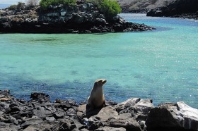 サンタクルス島からボートで15分のピンソン島。アシカ鑑賞ができます。